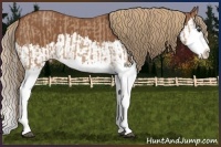 Horse Color:Red Dun Splash  and Chestnut Splash 