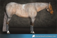 Horse Color:Chocolate Palomino Roan Tobiano 