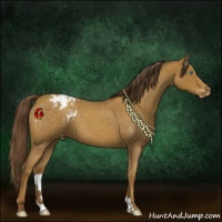 Horse Color:Classic Cream Champagne Roan Appaloosa 