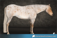 Horse Color:Chocolate Palomino Roan 