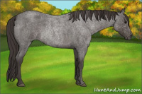 Horse Color:Smoky Blue Roan