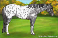 Horse Color:Smoky Blue Roan Near Leopard 