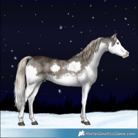 Horse Color:White Spotted Midnight Chocolate Palomino Sabino Splash
