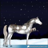 Horse Color:White Spotted Midnight Chocolate Palomino Sabino Splash