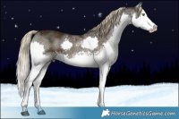 Horse Color:White Spotted Midnight Chocolate Palomino Sabino Splash