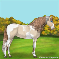 Horse Color:Red Dun Roan Splash Tobiano 