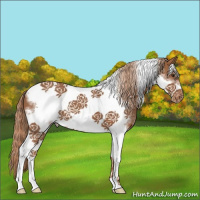 Horse Color:Chestnut Tobiano Frame Appaloosa 