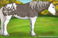 Horse Color:Silver Black Splash Appaloosa 