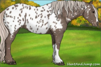 Horse Color:Silver Black Appaloosa 