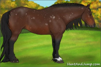 Horse Color:Gray Brown 