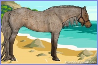 Horse Color:Chocolate Palomino Roan 