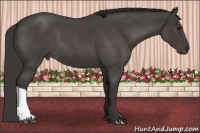 Horse Color:Smoky Blue Roan 