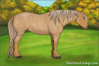 Horse Color:Palomino Roan 
