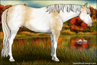 Horse Color:Gray White Spotted Gold Cream Champagne 