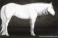 Horse Color:Cremello Dun