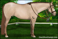 Horse Color:Brown Pearl Dun