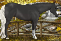 Horse Color:Liver Chestnut Mushroom 