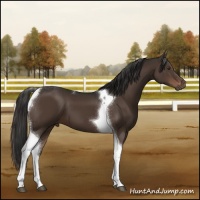 Horse Color:Liver Chestnut Tobiano