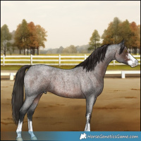 Horse Color:Liver Red Roan Sabino 