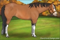 Horse Color:Bay  and Bay Splash 