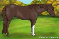 Horse Color:Liver Chestnut