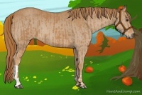 Horse Color:Chestnut  and Chestnut 