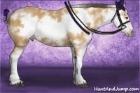 Horse Color:Buckskin Sabino Frame 