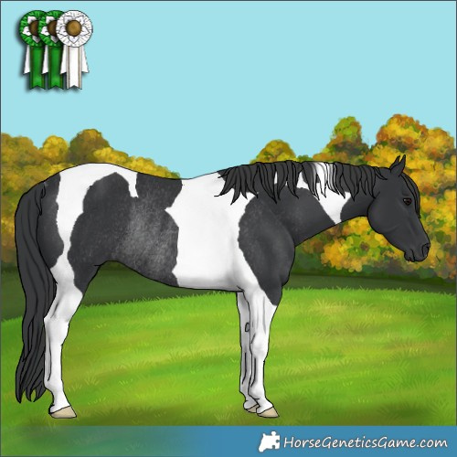 Horse Color:Black Tobiano Rabicano 