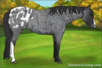 Horse Color:Blue Roan Appaloosa 