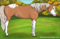 Horse Color:Silver Bay Roan Splash Appaloosa 
