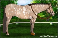 Horse Color:Amber Champagne Near Leopard  and Amber Champagne 