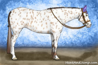 Horse Color:Amber Champagne Sabino Appaloosa 