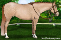 Horse Color:Buckskin Pearl Sabino 