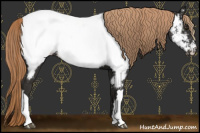 Horse Color:Liver Chestnut Appaloosa 