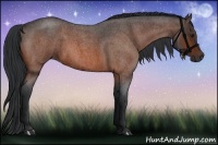 Horse Color:Bay Roan 