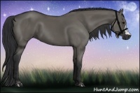 Horse Color:Grullo 