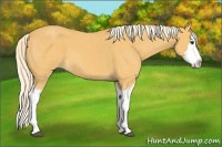 Horse Color:Palomino Roan Splash