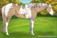 Horse Color:Chocolate Palomino Ice Dun Splash Tobiano