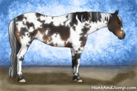 Horse Color:Gray White Spotted Bay
