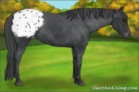 Horse Color:Black Appaloosa 