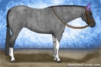 Horse Color:Blue Roan Tobiano 
