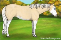 Horse Color:Silver Buckskin Roan Dun Splash 