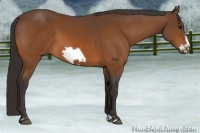 Horse Color:Buckskin Frame