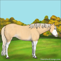 Horse Color:Palomino Roan Splash 