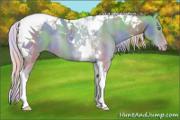 Horse Color:Nacre Silver Amber Champagne Tobiano 