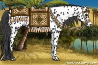 Horse Color:Black Near Leopard 