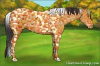 Horse Color:Amber Champagne Tobiano 