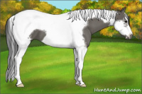 Horse Color:Grullo Splash Tobiano Frame 