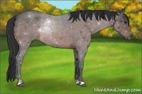 Horse Color:Brown Roan