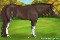 Horse Color:White Spotted Liver Chestnut 